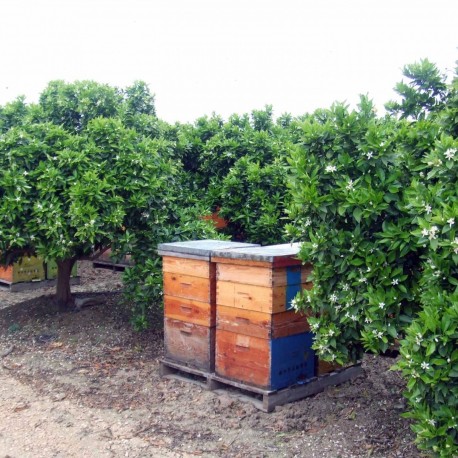 Honey of orange flowers Bio