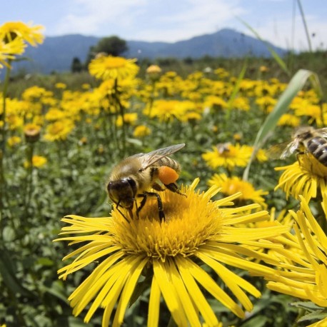 Honey of Mille Fleurs Bio (Spain) -...