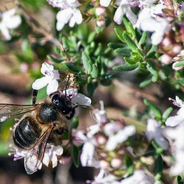 1 kg - Pollen d'Espagne 100% naturel. Pollen de fleurs/pollen d'abeille  libre de résidus. Une source de protéines, acides aminés, lipides,  vitamines