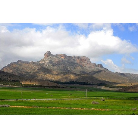 Berghonig aus Algerien