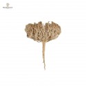 Rose de Jericho / chajarat mariam - 25gr