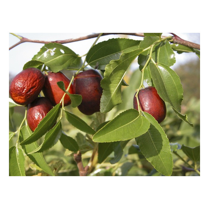 Jujube leaves (Sidr) 2