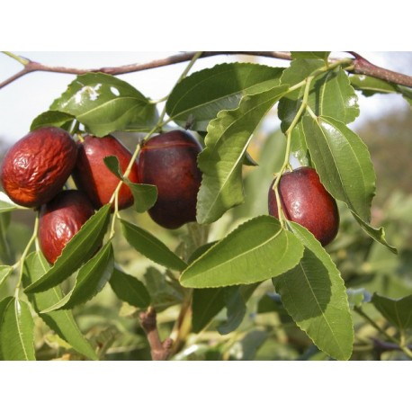 Feuilles de Jujubier (Sidr)