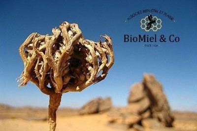 Chajarat Mariam / Rose of Jericho, a plant against infertility