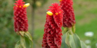 The little-known benefits of Indian costus